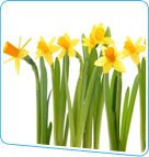 Daffodils