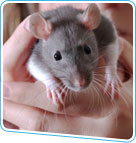rat